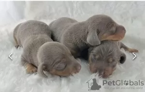 Дополнительные фото: СНИЖЕННАЯ ЦЕНА KC, DNA Clear Miniature Dachshund