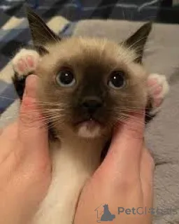 Фото №3. Сиамилайсет кисанпеннат усыновление. Финляндия