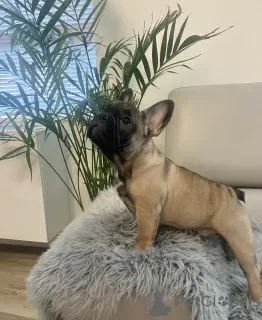 Фото №2 к объявлению №28005 о продаже французского бульдога - купить в США частное объявление