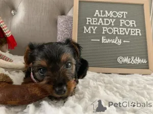 Фото №4. Продажа йоркширского терьера в Берлине частное объявление, из приюта - цена 51022₽