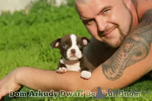 Дополнительные фото: American Bully