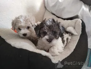 Фото №1. мальтипу - купить в Хессиш Олдэндорф за 83490₽. Объявление №150142