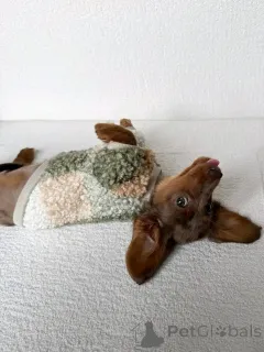 Фото №2 к объявлению №163626 о продаже таксу - купить в Финляндии частное объявление, из приюта