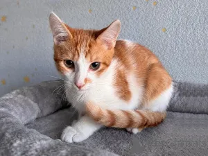 Дополнительные фото: Тоша, маленький персиковый котенок, который ждёт своего человека