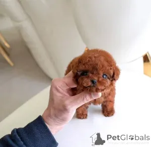 Фото №3. beautiful red Toy Poodle puppies Business WhatsApp 37256348129.  Финляндия