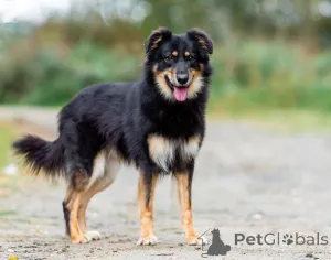 Дополнительные фото: Тася и Макс молодые, некрупные ребята ищут дом!