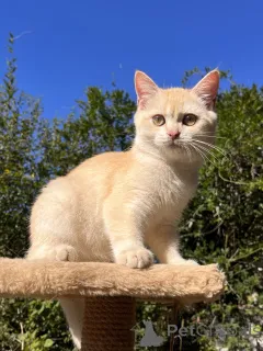 Дополнительные фото: Золотой британский котенок