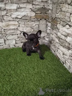 Фото №2 к объявлению №143770 о продаже французского бульдога - купить в Сербии 