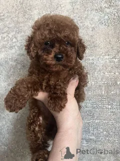 Фото №2 к объявлению №160722 о продаже беспородную - купить в Украине частное объявление, из питомника, заводчик