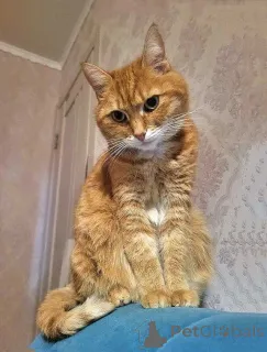 Фото №1.  - купить в Москова за Бесплатно. Объявление №158300