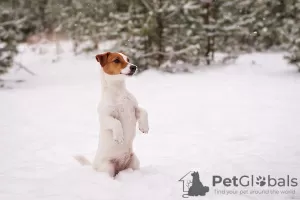 Дополнительные фото: Породный щенок Джек Рассел терьера