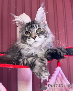 Фото №2 к объявлению №155319 о продаже мейн-кун - купить в Люксембурге частное объявление