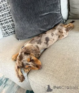 Фото №3. Симпатичные очаровательные щенки таксы на продажу, свяжитесь с WhatsApp Business.  Финляндия