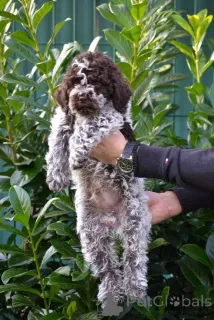 Дополнительные фото: Щенки Лаготто Романьоло