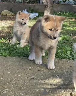 Дополнительные фото: Щенки японской акиты