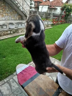 Дополнительные фото: Beagle щенки на продажу