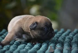 Фото №2 к объявлению №165471 о продаже французского бульдога - купить в Германии частное объявление, заводчик