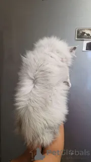 Дополнительные фото: Котята мейнкун