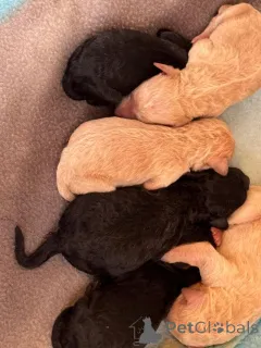 Фото №2 к объявлению №163985 о продаже пуделя (той) - купить в США частное объявление, из питомника