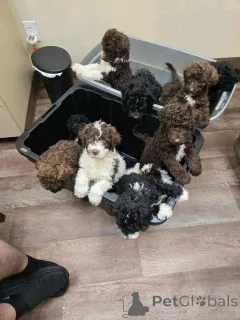 Фото №3. Labradoodle Welpen Zur усыновление.  Германия