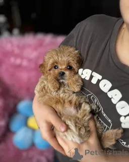 Дополнительные фото: Элитные мальтипу мини микро Азия