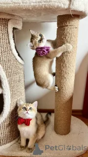 Дополнительные фото: Очаровательные котята Scottish Kilt Straight