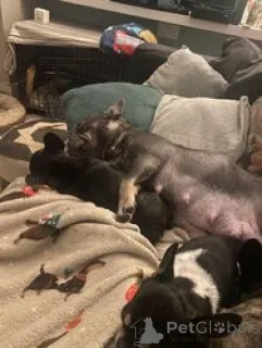 Фото №3. Очаровательный щенок французского бульдога готов!!.  Германия