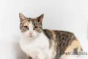 Фото №1.  - купить в Химках за Бесплатно. Объявление №159363