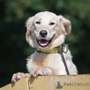 Дополнительные фото: Ищет дом чудесный пес Арни.