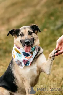 Фото №1. беспородная - купить в Москве реке за Бесплатно. Объявление №149592