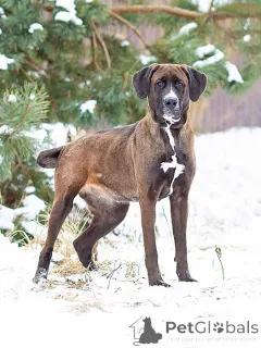 Фото №1. беспородная - купить в Москова за Бесплатно. Объявление №163070