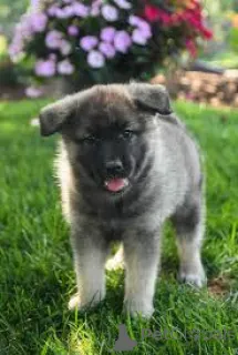 Фото №2 к объявлению №163876 о продаже норвежского бухунда - купить в Нидерландах частное объявление, заводчик