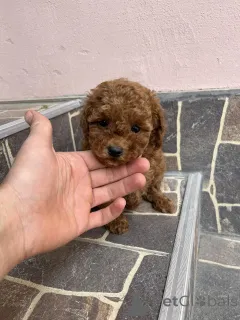 Фото №4. Продажа пуделя (той) в Odzaci  - цена договорная