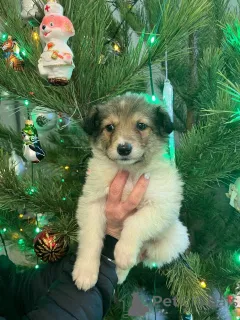 Дополнительные фото: Чудесная малышка Снежа ищет дом. В добрые руки.