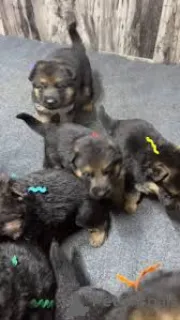 Фото №3. Линдос Качоррос Пастор Алемао для продажи.  Португалия