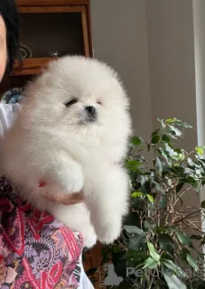 Фото №1. померанский шпиц - купить в Байенфурт за договорная. Объявление №167410