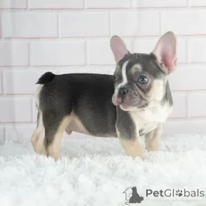 Дополнительные фото: Продаются щенки французского бульдога