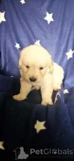 Фото №1. золотистый ретривер - купить в Париже за договорная. Объявление №143146