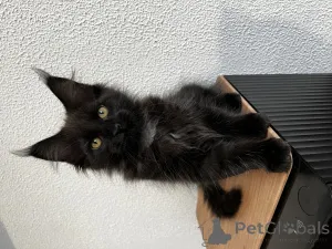 Фото №1. мейн-кун - купить в Пятигорске за 100000₽. Объявление №155991