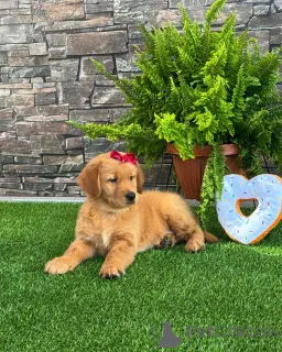 Фото №3. Щенки золотистого ретривера умны, ласковы и легко поддаются дрессировке..  Германия