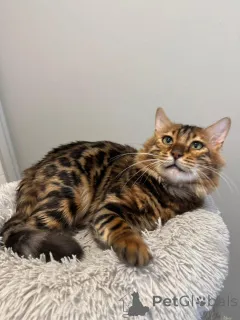 Фото №2 к объявлению №152660 о продаже бенгальская - купить в Швейцарии 