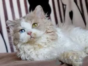 Фото №2 к объявлению №165511 о продаже селкирк рекс длинношёрстный - купить в Франции частное объявление, заводчик