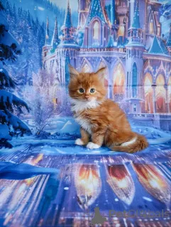 Фото №4. Продам мейн-куна в Лобне частное объявление - цена 85000₽