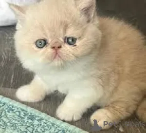 Фото №1. экзотическая - купить в Брюсселе за 46384₽. Объявление №166612