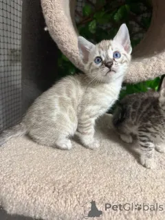 Фото №1. бенгальская - купить в Хорген за 69575₽. Объявление №152759