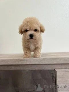 Фото №1. беспородная - купить в Борисове за договорная. Объявление №166826