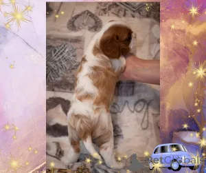 Дополнительные фото: Щенки кавалер кинг чарльз спаниель