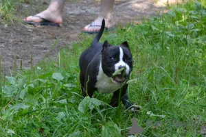 Фото №2 к объявлению №147529 о продаже американского булли - купить в России из питомника