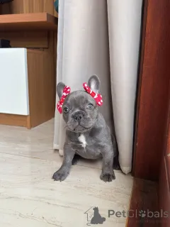 Дополнительные фото: Продаются здоровые щенки французского бульдога голубого окраса