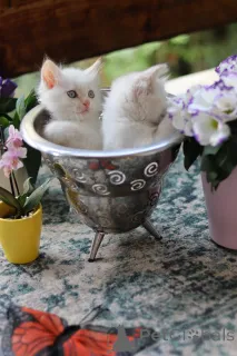 Дополнительные фото: Замечательные котята готовы к передаче новым владельцам по исполнению 2